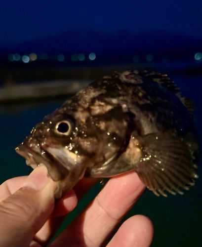 クロソイの釣果