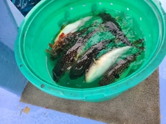 ショウサイフグの釣果