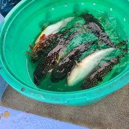 ショウサイフグ