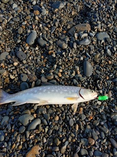 アメマスの釣果
