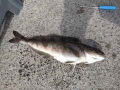 ホッケの釣果