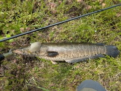 ライギョの釣果