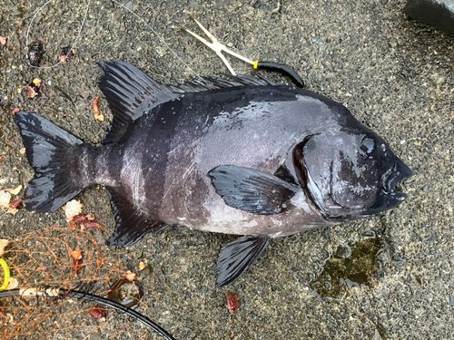 イシダイの釣果