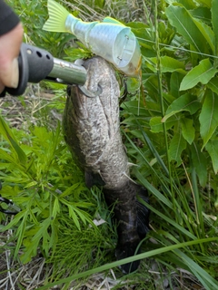 ライギョの釣果
