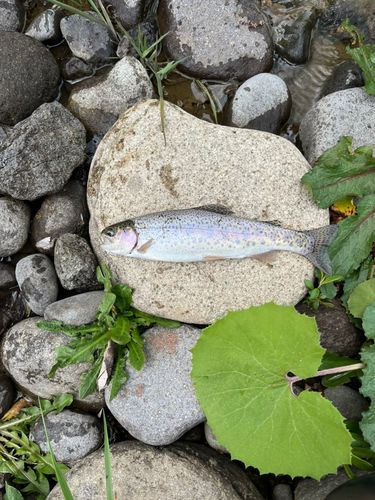 ニジマスの釣果