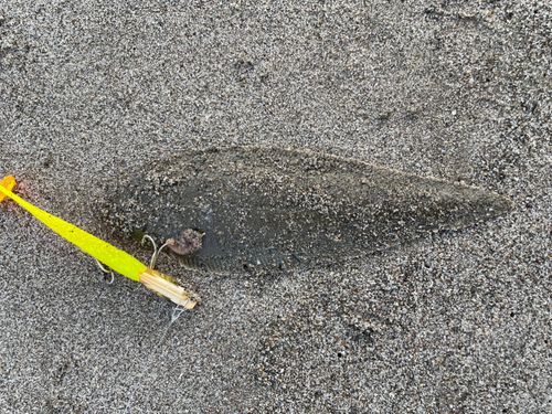 シタビラメの釣果