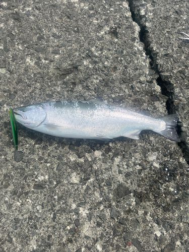 サクラマスの釣果