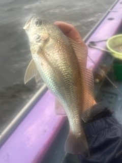 イシモチの釣果