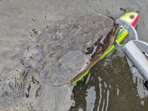 マゴチの釣果
