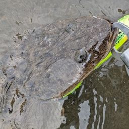 マゴチ