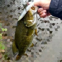 スモールマウスバス