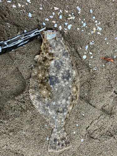 ヒラメの釣果