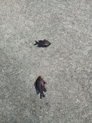 スズメダイの釣果