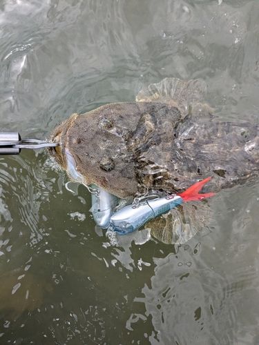 マゴチの釣果