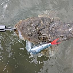 マゴチ