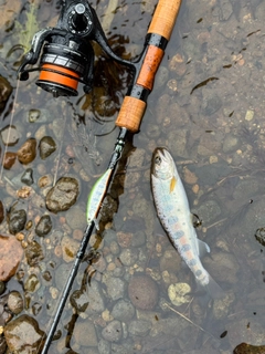 ヤマメの釣果