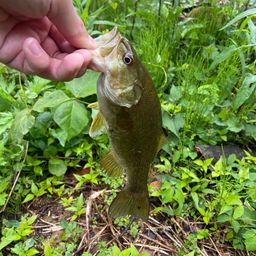 スモールマウスバス