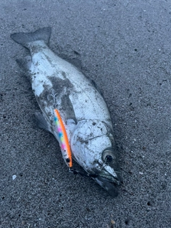 フッコ(ヒラスズキ)の釣果