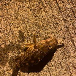 カサゴ