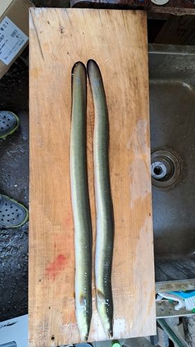 ニホンウナギの釣果