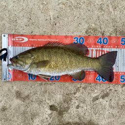 スモールマウスバス