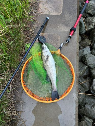 マダカ（マルスズキ）の釣果