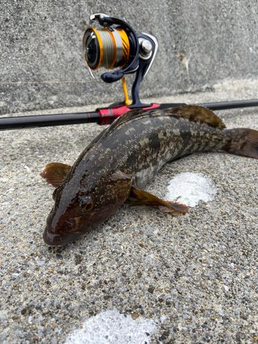 アイナメの釣果