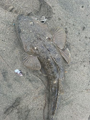 マゴチの釣果