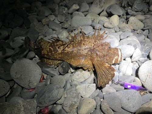 オニオコゼの釣果