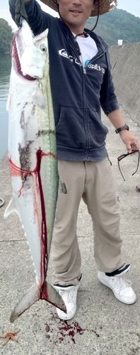 サワラの釣果