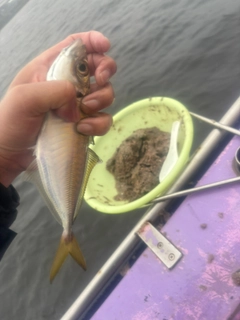 マアジの釣果