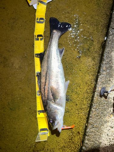 シーバスの釣果