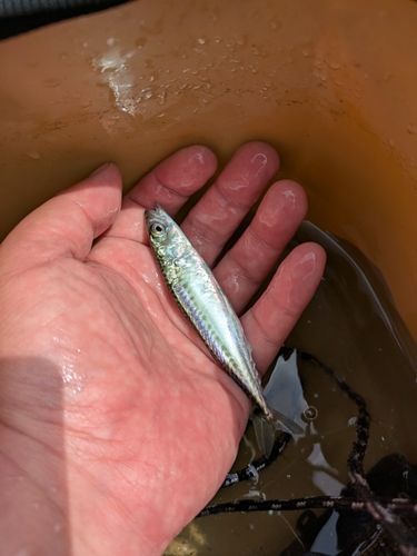サバの釣果