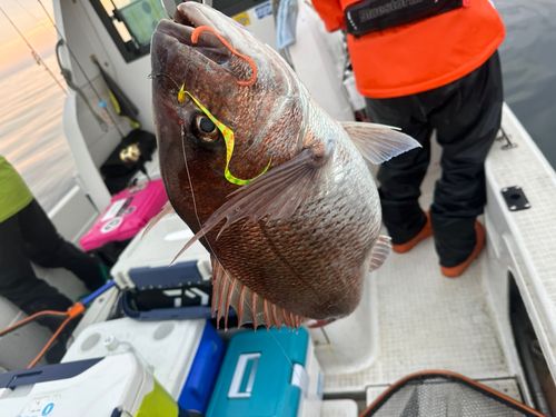 マダイの釣果