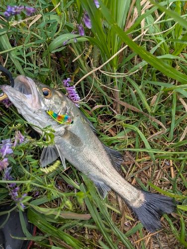 セイゴ（マルスズキ）の釣果