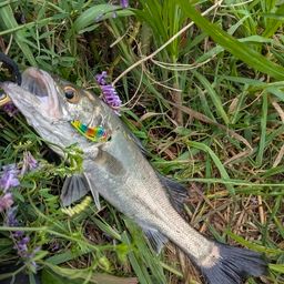 セイゴ（マルスズキ）