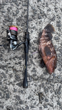 キジハタの釣果