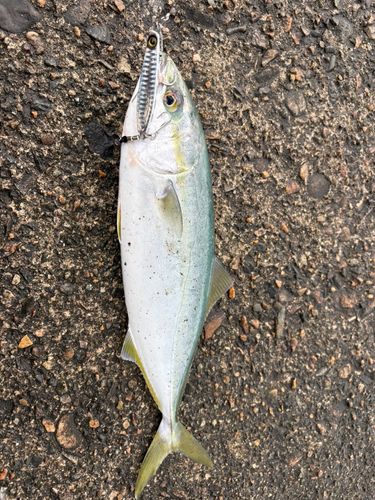 フクラギの釣果