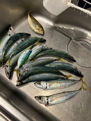 ムロアジの釣果