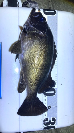 クロメバルの釣果