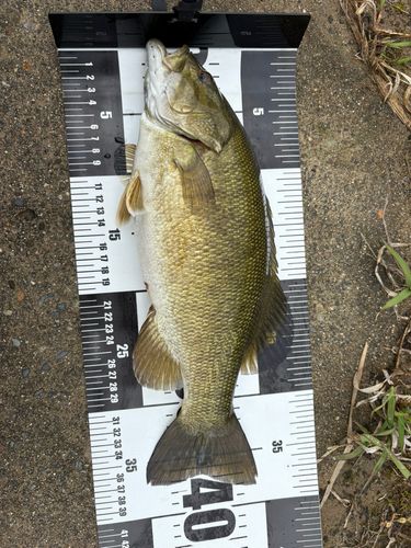 スモールマウスバスの釣果