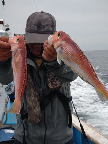 アマダイの釣果