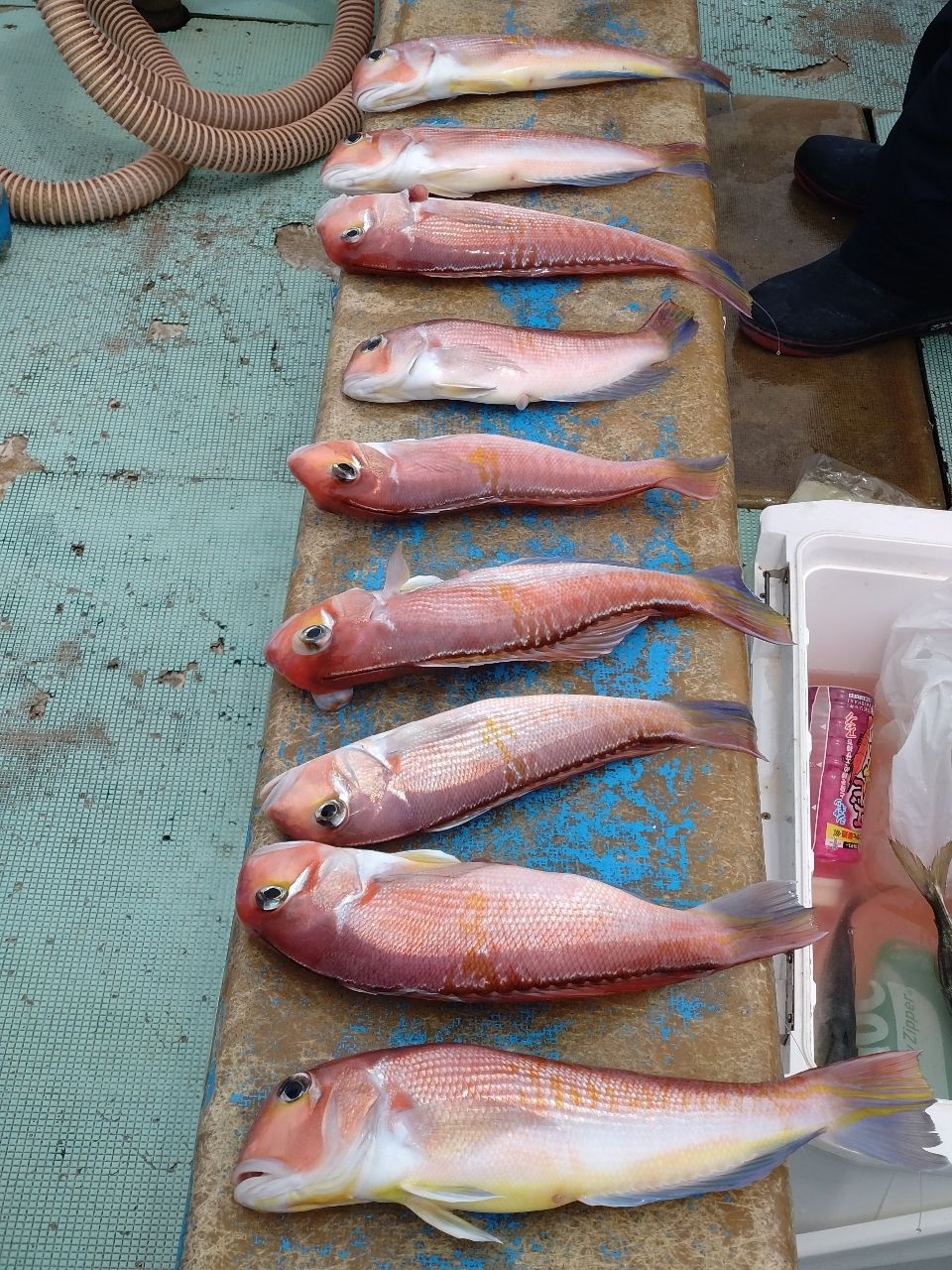 三浦丸　船長さんの釣果 2枚目の画像
