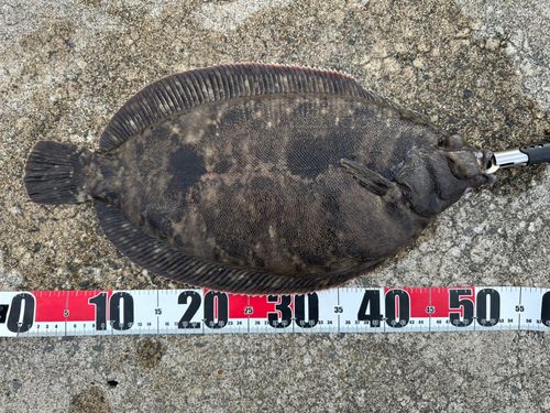 ナメタガレイの釣果
