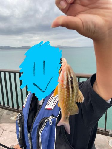 ホウライヒメジの釣果