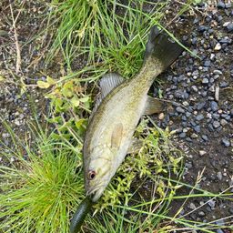 スモールマウスバス