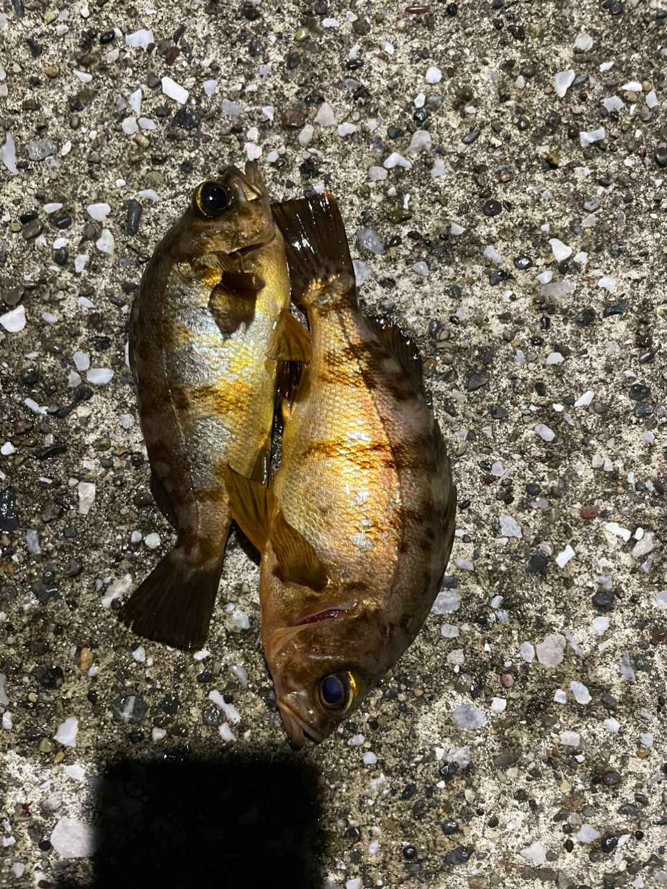 メバル