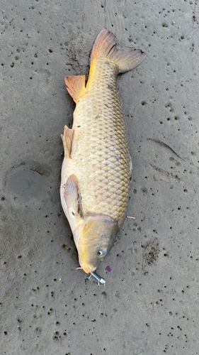 コイの釣果