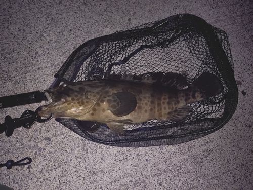 チャイロマルハタ