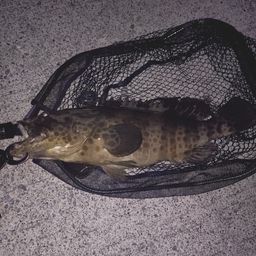 チャイロマルハタ